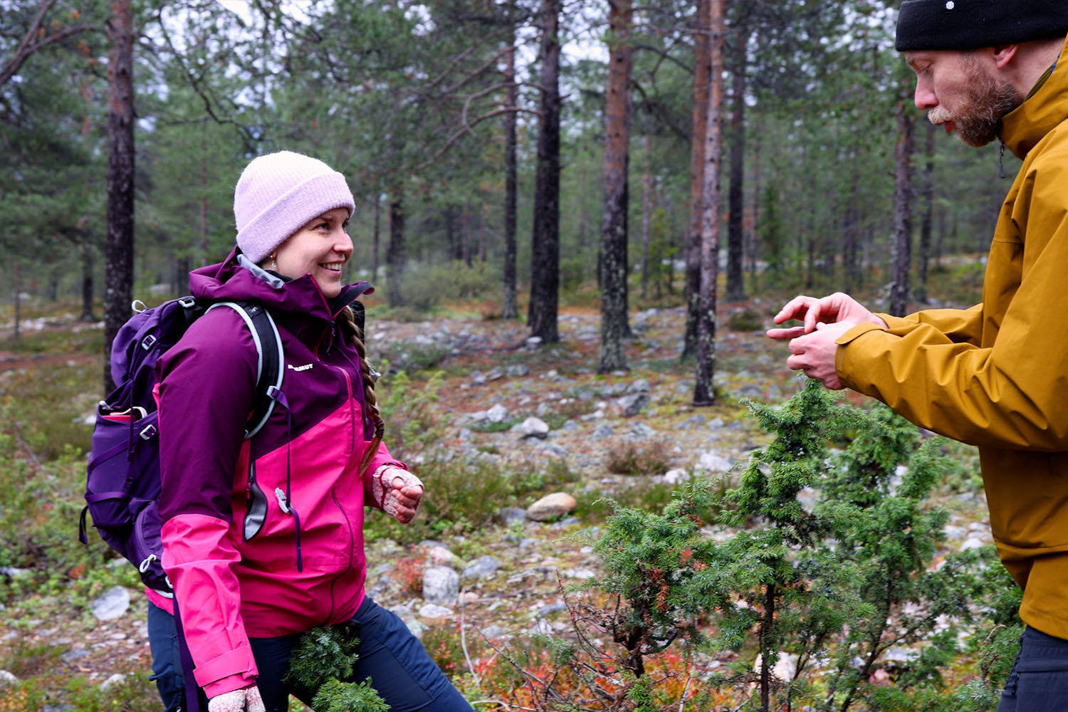 Kaksi ihmistä tutkimassa luonnossa katajaa.