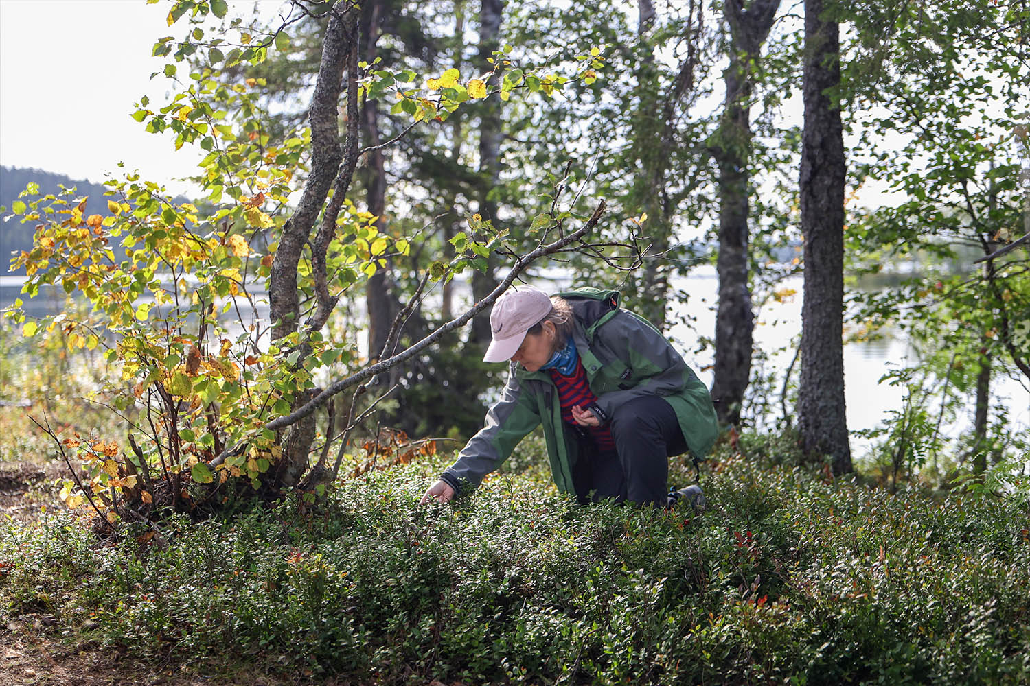Opiskelija poimii marjoja metsänpohjalta järven rannalla.
